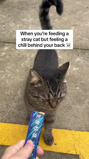 Tracer_oncats on TikTok