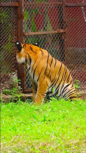 The Habitat of Tigers: Exploring Their Natural Environments