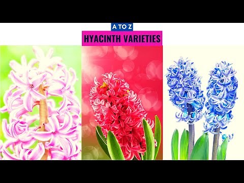 Hyacinth Varieties A to Z