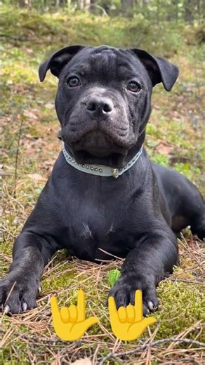 American Bully dog attitude WhatsApp status #shorts #americanbully#viralvideo #doglover#doggielife