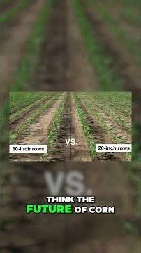 Corn Yield Secrets: Narrow Rows Boost Crop Production #shorts