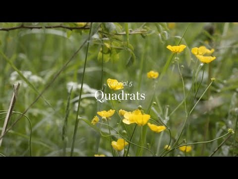 Wild Things - Tutorial 5 - Quadrats