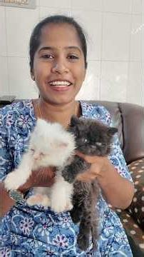 நம்ம 2 பூனைக்கும் பேர் வெச்சாச்சு Finally! 🥹🐱❤️ #shorts #familyvlog #cats ⭐