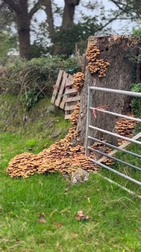 Decomposition of a tree stump