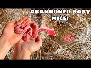 RESCUED BABY MICE FOUND ABANDONED BY MOTHER!