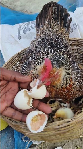 Chicken Egg Finally Hatching! Hatch Day 🐣No Incubator! Hen Hatching Eggs Naturally