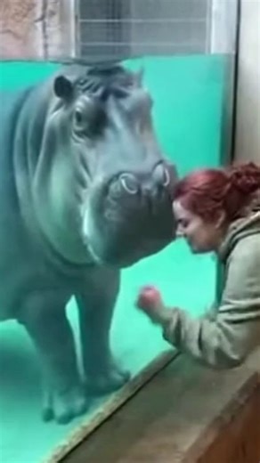 RyAn Lee | Hippo RAGE: Watch Glass BREAK After Woman Taunts Animal! | Instagram