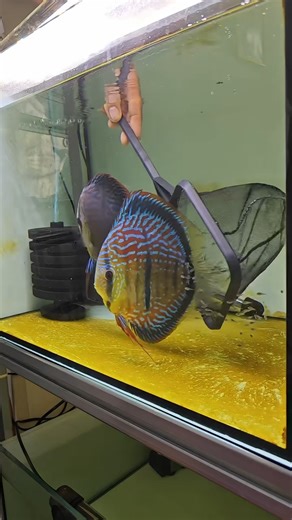 hendrix backyard on Instagram: "collecting fry. discus fish breeding.. #aquarium #aquariumhobby #animals #reelsfacebook"