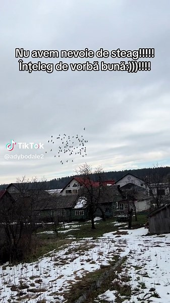 Bird Flock Forms Stunning Patterns in Rural Landscape