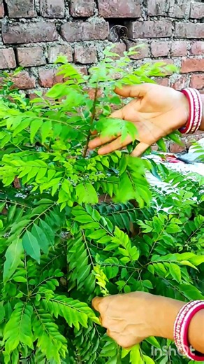 😚Tips to grow healthy curry leaves plant \\\\ curry patta plant #shorts #gardening #viralvideo #nature