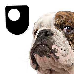 Darwin and Evolution