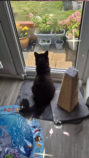 Delightful Cat Cuddles for True Cat Lovers