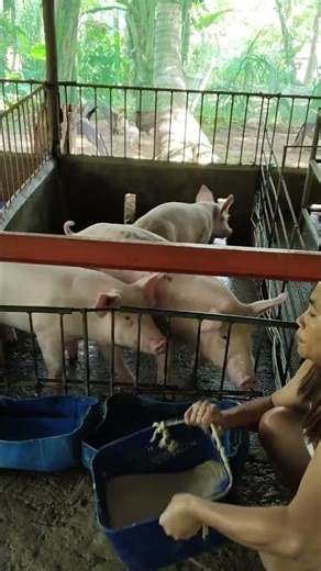 Angry Pig Chases Everyone 😂 #FunnyAnimals #PigChase #Viral