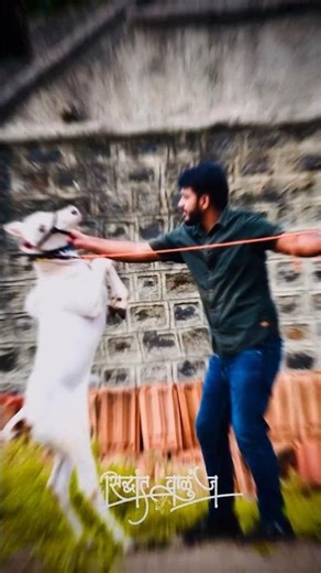 #bailgadasharyat#bull#cow#farming#song#farmer#funny#shortvideo#shorts#subscribe#likes#bakasur#volg