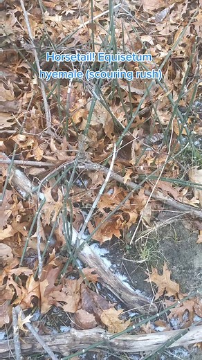 Exploring Medicinal Horsetail: A Rare Find in Nature