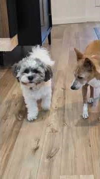 Dogs At Home #bichonfrise #basenji #teddybear #kid #dogtv