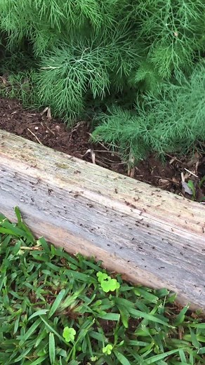 Effective Garden Pest Control Techniques