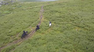 The chase on horseback in the valley, aerial view. Clip. Chase scene on horseback