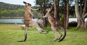 Boxing Kangaroos: Why Do Kangaroos Box Each Other?