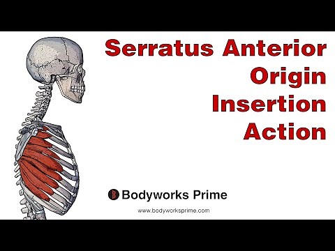 Serratus Anterior Anatomy: Origin, Insertion & Action