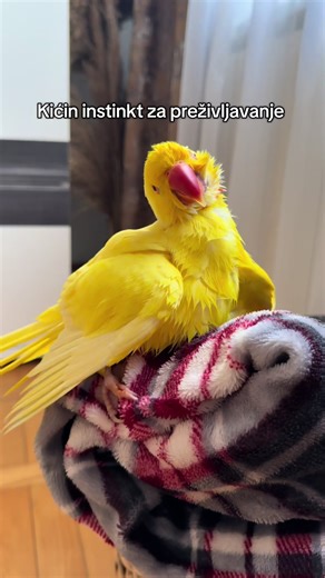 Nemam ni video sa usisivačem koliko ga se plaši🙈