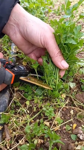 🌿 Garden Parsley: Harvest | #parsley #garden #gardening