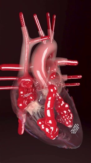 The Gates of the Heart | 4 Valves in Motion 🫀