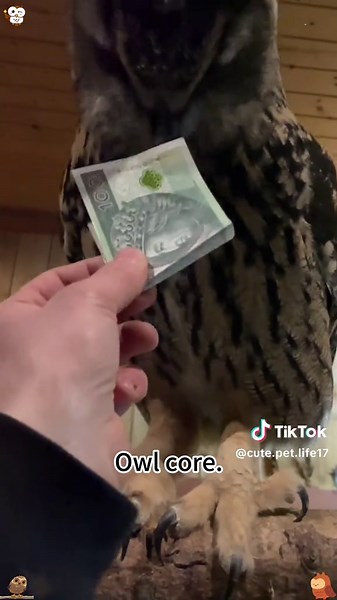 Explore the Adorable World of Owls