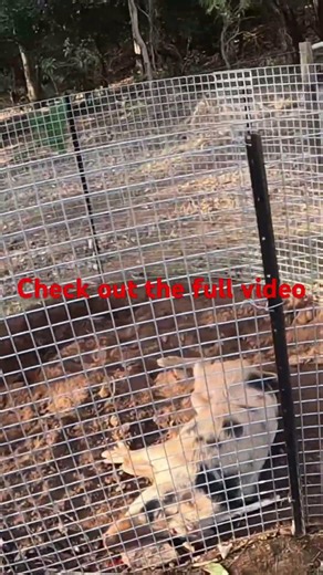 Catching Wild Pigs In A Home Made Trap #hunting #bowhunting #TrappingHogs #catchandcook #Traeger