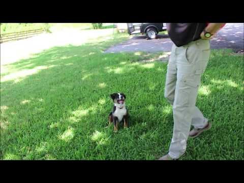 How to Teach a Dog to Catch a Frisbee