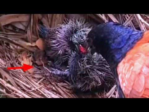 Abandoned baby birds are dragged out of their nests