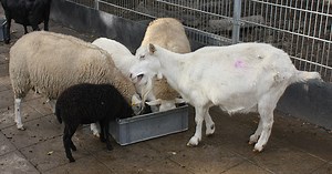 Whatsoever You Do (to the least of my people)