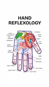 Hand reflexology stimulates blood flow and improves circulation throughout the body. By applying targeted pressure to reflex points, this technique helps to optimize the delivery of oxygen and nutrients to vital organs and tissues, supporting their optimal functioning.#acupuncture #acupressure #reels #handreflexology #organs #wellbeing #healthybody | Aadil Khan