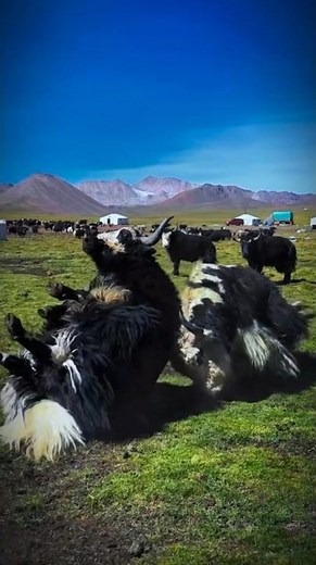 Nature's Gladiators: Yak vs Yak #angry #tibetian #animals #tibetan #tibet #mountains #yakfight