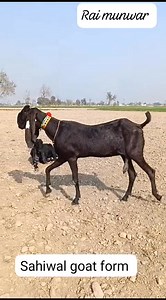 13 reactions | Top class nagara beetal #03117194101 #paz #like #follow #alreelschallenge #goatsofinstagram #GOAT | Bakra show Sahiwal | Facebook