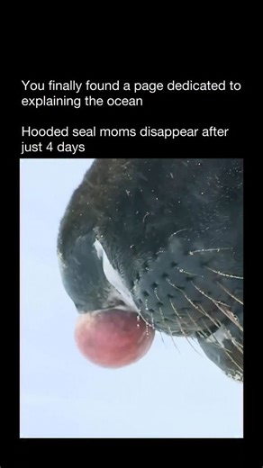 Explaining The Ocean on Instagram: "Hooded seals have one of the shortest nursing periods of any mammal on Earth — just about four days. During that brief window, the mother’s milk is so fat-rich that the pup gains weight at an incredible speed, packing on energy reserves fast enough to survive what comes next. Once nursing ends, the mother leaves for good. The pup is left alone on drifting sea ice, living entirely off stored fat until it learns to hunt and feed on its own. No guidance. No prote