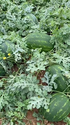 86K views · 1.4K reactions |  La floraison de la culture de Pastèque intervient entre 40 et 60 jours après le semis. Il faut ensuite compter 1 mois de remplissage des fruits et environ 15 jours de mûrissement. Les récoltes peuvent commencer au bout de 2 mois et demi, voire 3 mois et plus en fonction des conditions de culture. 혼활홧홞홋홧홤홙 홎홖홧홡 | 혼활홧홞홋홧홤홙 홎홖홧홡 | Facebook