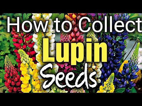 How to Collect Lupin Seeds | Gardening for Beginners