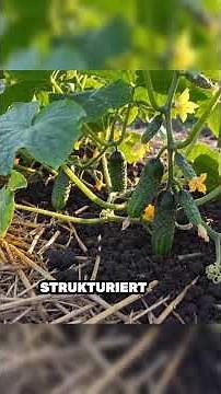 Growing cucumbers: Most people do THIS wrong