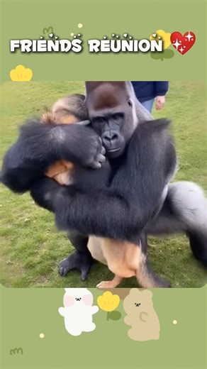 German Shepherd Meets His Gorilla Friend Again 💖 | Unforgettable Reunion #viral #shorts