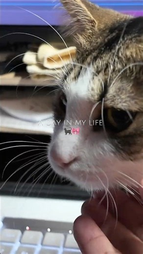 Mini Vlog | simple life, slow days abroad 🤍