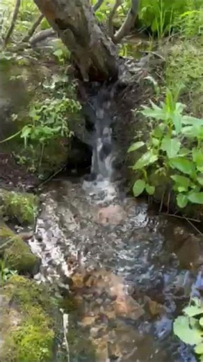 Babbling Brook In Rocky Mountain National Park