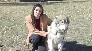 Montana wolfdog in the running to become America's Favorite Pet