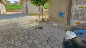 20K views · 2.1K reactions | The kitten was brutally attacked by the adult cat. | Feeding Street Cats | Facebook