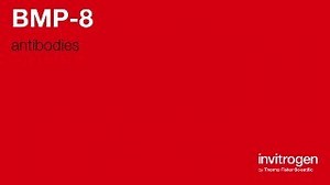 BMP-8 antibodies from Thermo Fisher Scientific