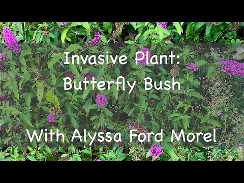 Invasive Plant: Butterfly Bush