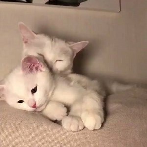 6K views · 2.2K reactions | So cute  from @flower_jji | I Love Meows | Facebook