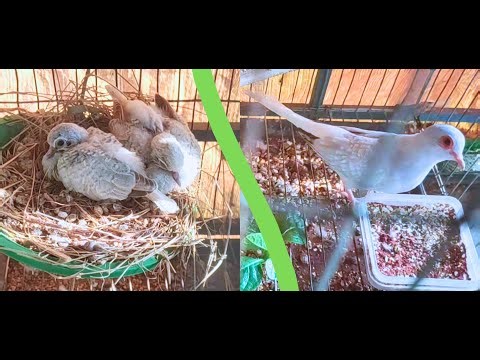 Healthy Food for Diamond Dove, grid, vegetable. পাখির জন্য গ্রিড, শাকসবজি ও ডিমের খোসা