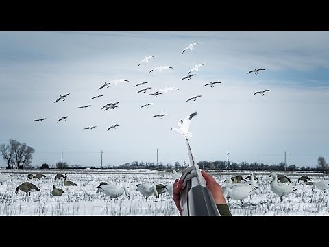 BELOW FREEZING KANSAS CONSERVATION SNOW GOOSE HUNT!