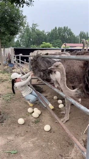 #鸵鸟 #鸵鸟苗 #非洲鸵鸟 #funny #ostrich